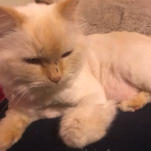 Meet your Posher, Desiree